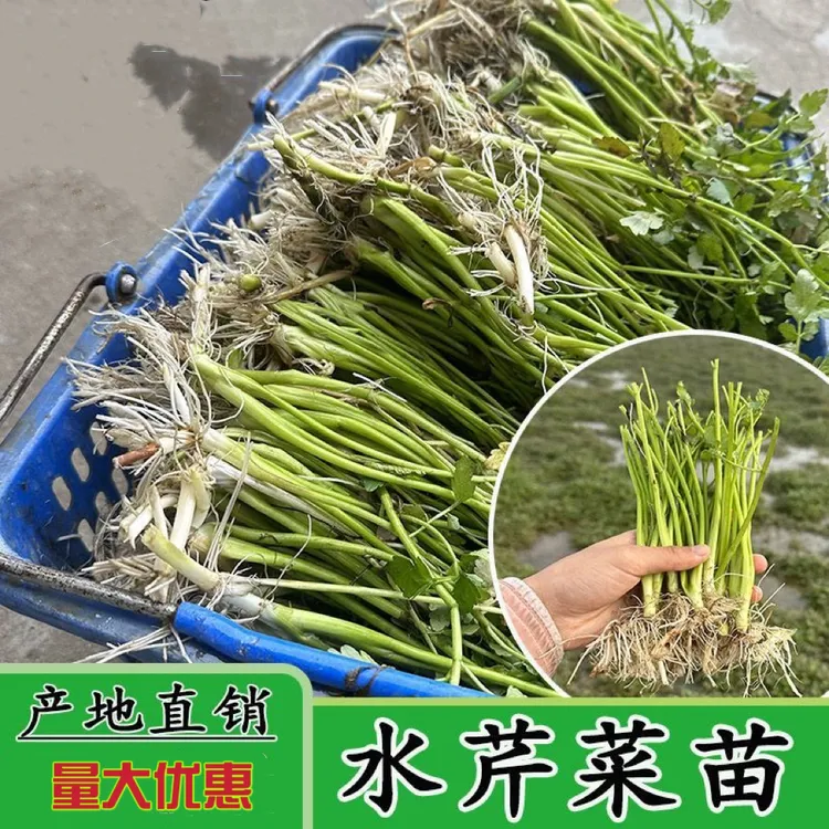 现挖水芹菜苗河边水田四季种植水芹菜种苗水培水芹苗