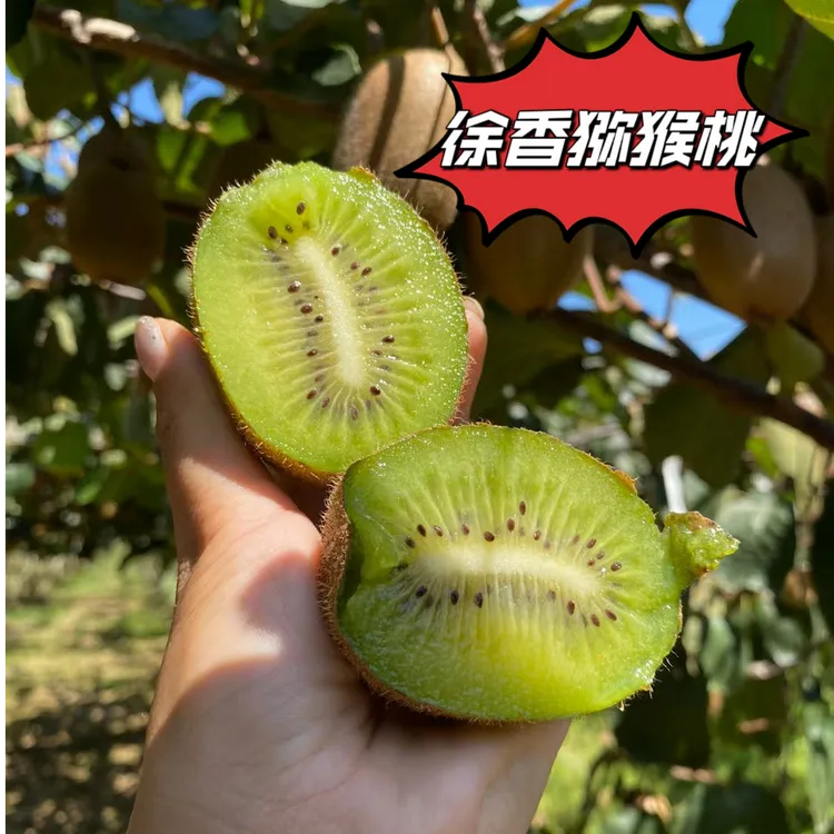 陕西眉县 新鲜徐香猕猴桃 现摘现发 皮薄肉厚 