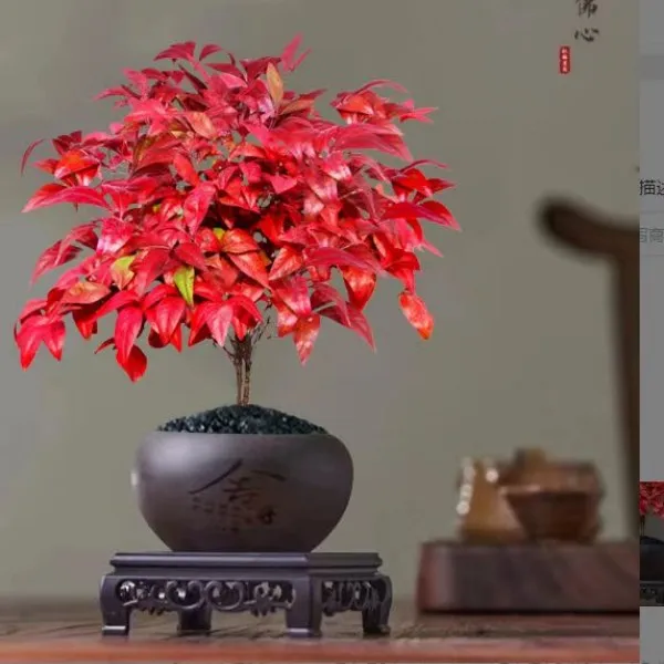 红叶南天竹盆栽火焰南天竹室内外阳台耐寒植物盆景四季好养绿植
