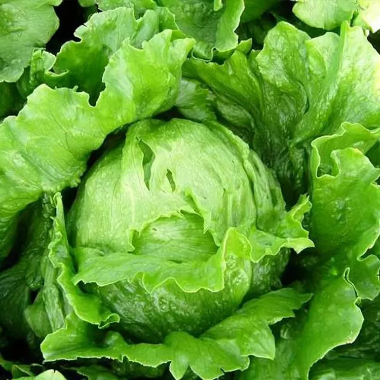 结球生菜种子生吃脆甜球圆生菜阳台盆栽栽种生菜种籽孑四季蔬菜籽