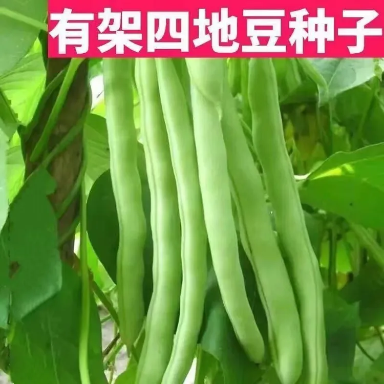 早熟红花四季豆种子搭架爬藤有架四季豆种子春秋季播农家蔬菜种子