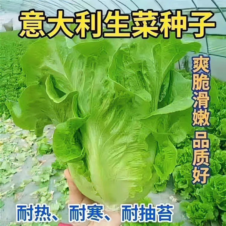 意大利生菜种子耐抽苔种籽阳台盆栽四季播蔬菜可生吃有机青菜种籽