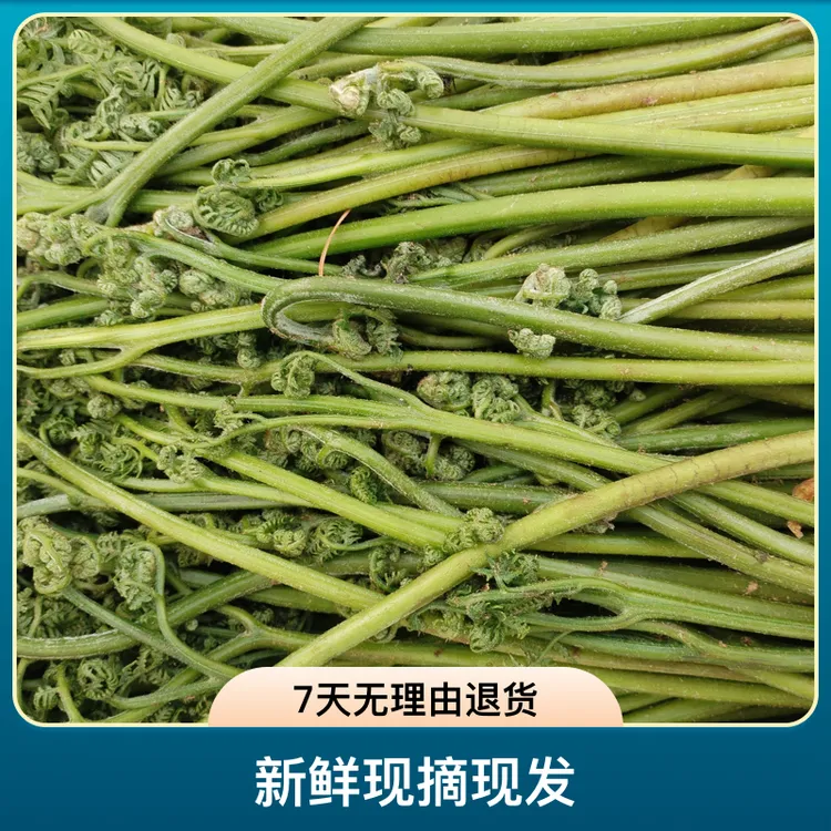 东北山野菜新鲜现摘现发蕨菜全国顺丰包邮