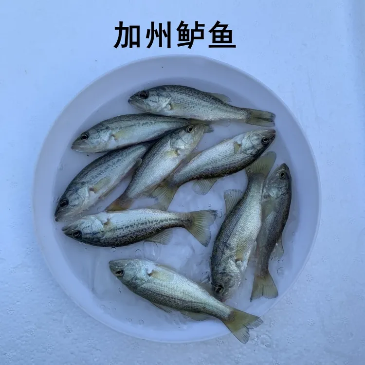 淡水加州鲈鱼活体大口黑鲈鱼路亚鱼凶猛水族宠物观赏养殖小尺寸鱼