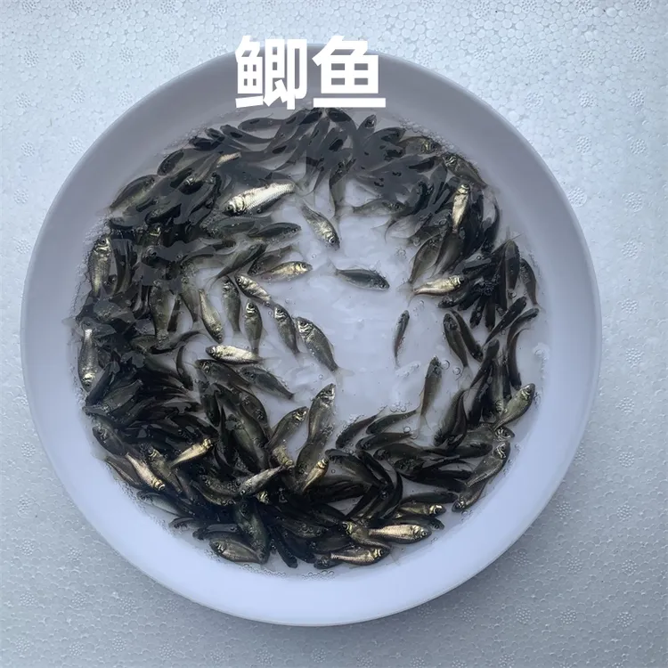 淡水鲫鱼活体中科三号五号白鲫鱼高背鱼土鲫鱼好养殖小尺寸银鲫鱼