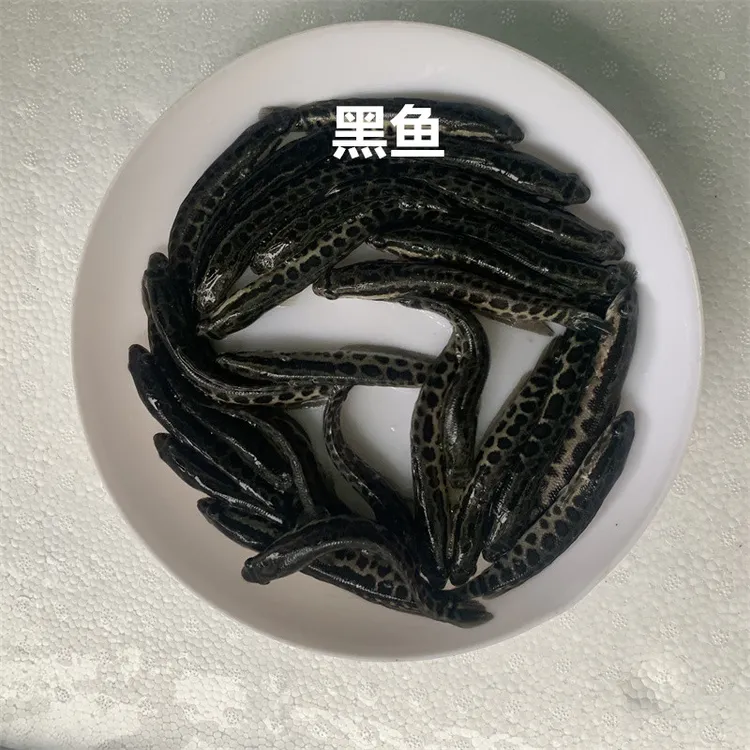 淡水黑鱼乌鱼生鱼活体宠物观赏养殖好养活小尺寸大规格生长速度快