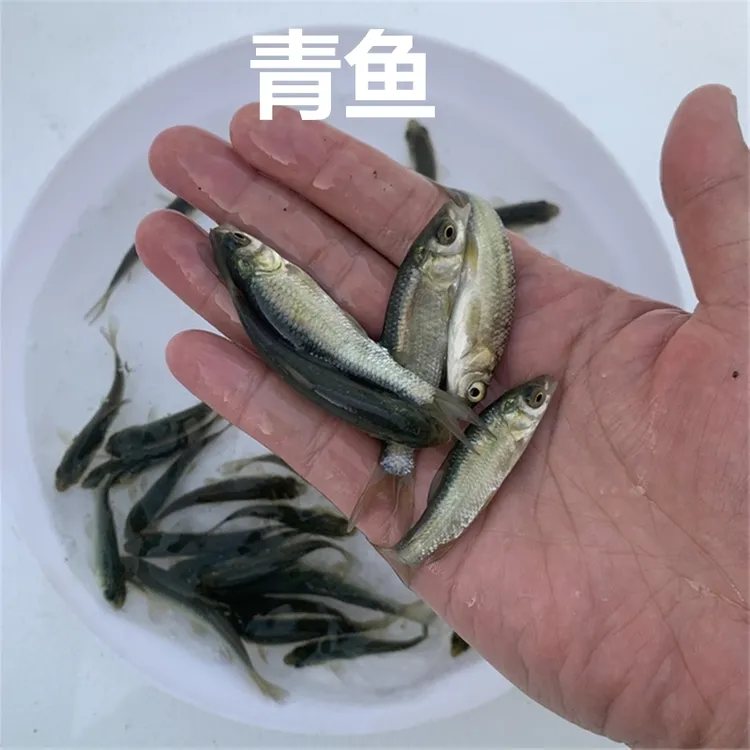 淡水青鱼螺丝青螺丝混黑鲩鱼黑草鱼四大家鱼活体观赏宠物水族小鱼
