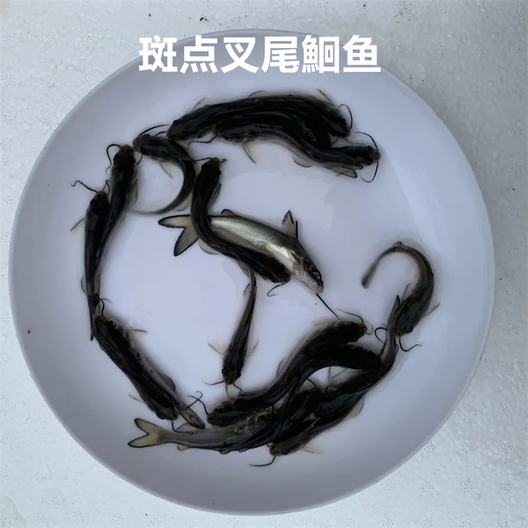 斑点叉尾鮰鱼叉尾鱼钳鱼淡水活体观赏宠物好养活小尺寸大规格小鱼