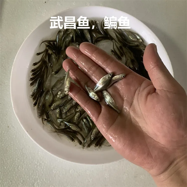 淡水武昌鱼鳊鱼活体养殖宠物水族观赏好养殖四大家鱼小尺寸大扁鱼