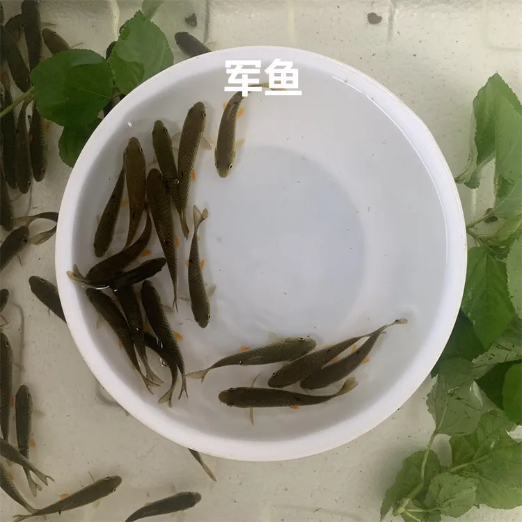 淡水军鱼青竹鱼娟鱼活体观赏宠物养殖鱼小规格好养殖小尺寸大规格