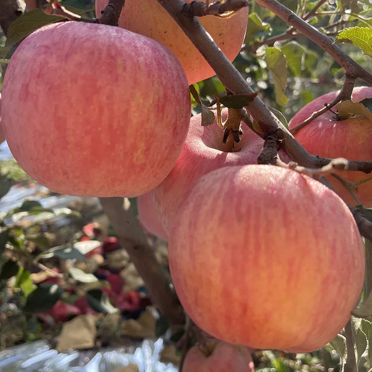 烟台红富士苹果 一箱4.5-5斤8-12颗 包邮