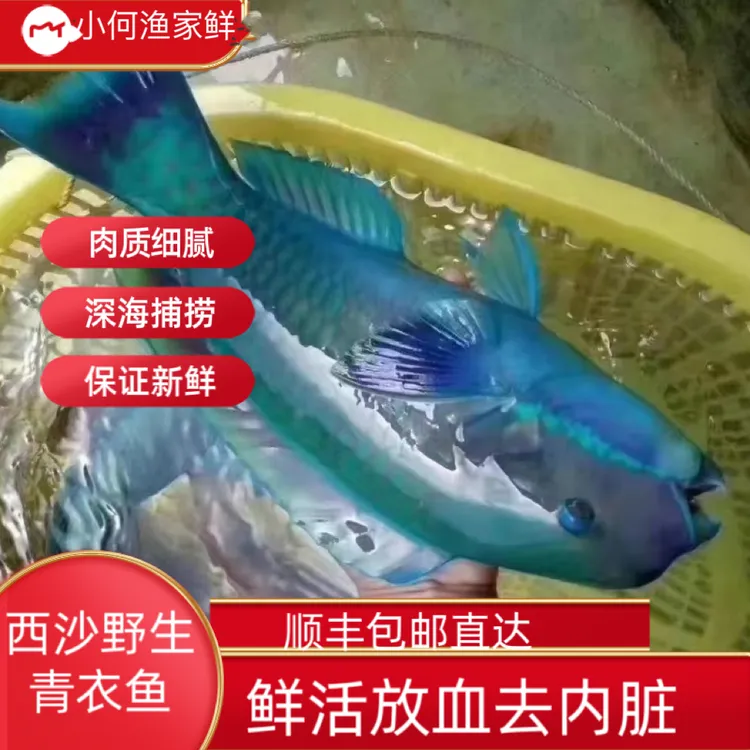 海南西沙野生深海青衣鱼珊瑚鱼鲜活放血速冻冷冻3斤全国顺丰包邮