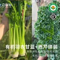 有机西芹1.5kg有机羽衣甘蓝0.5kg有机蔬菜现摘现发套餐顺丰云南