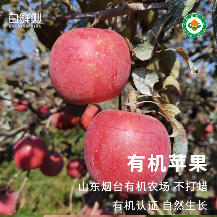 有机苹果水果红富士新鲜采摘蔬菜农场直发不打蜡山东烟台包邮当季