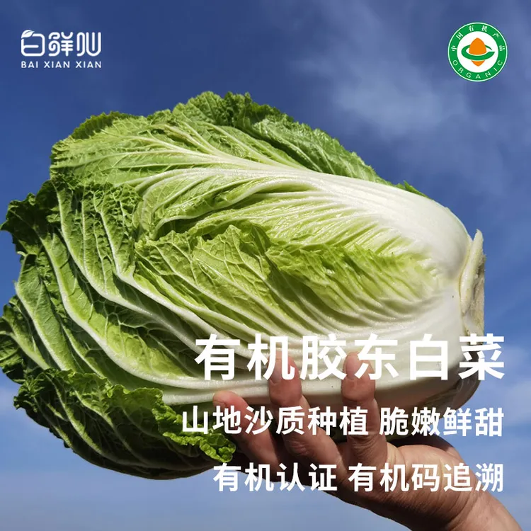有机大白菜 翠玉白菜山东新鲜有机蔬菜白菜烹饪炖煮纤维细