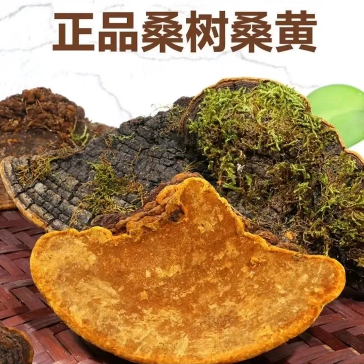 【精选】正宗桑树桑黄个桑黄片块粉泡水泡酒煲汤另售干姜