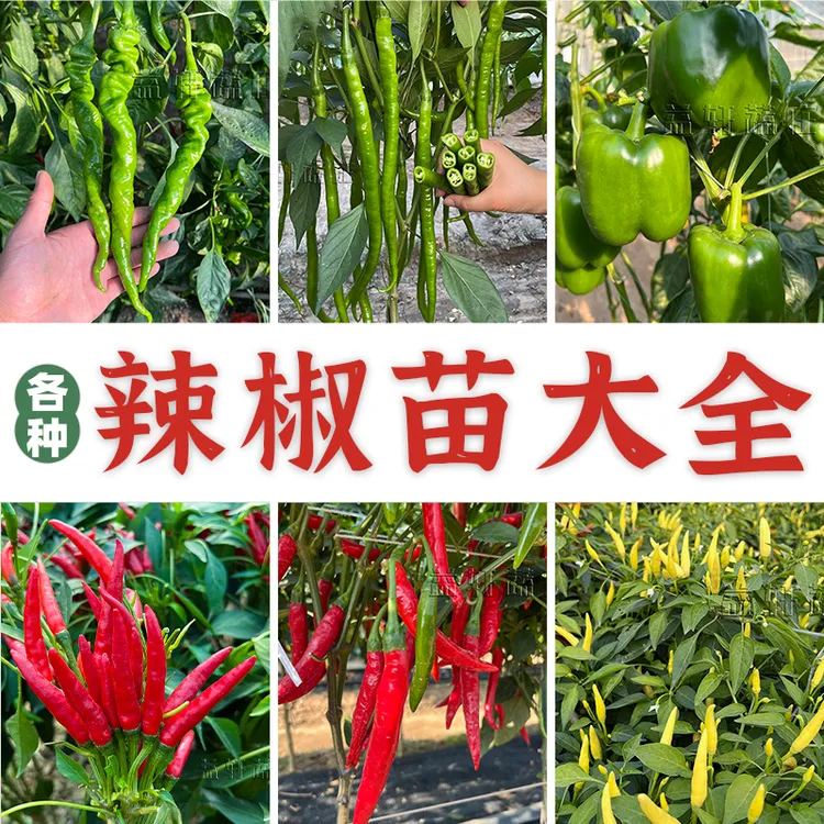 辣椒苗合集辣椒苗大全朝天椒小米椒杭椒线椒泡椒薄皮椒螺丝椒秧苗