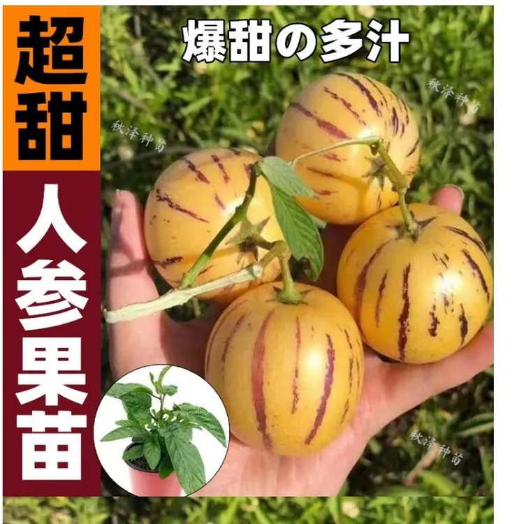 人参果秧苗四季阳台盆栽苗