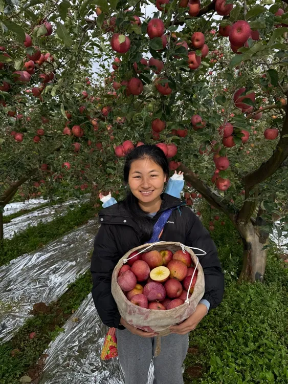 （顺丰快递）四川大凉山正宗盐源县高源丑苹果，新鲜应季水果