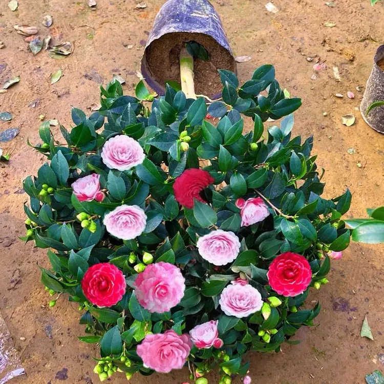 五色赤丹茶花盆栽树苗植物室内好养易活耐寒耐热花卉室外庭院带花