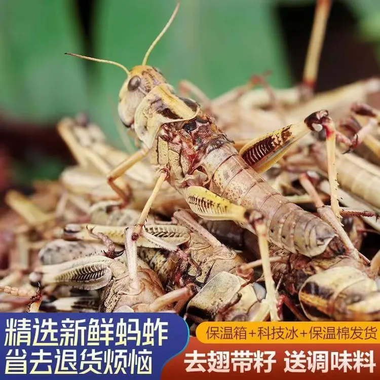  【新货纯母蚂蚱】新鲜蚂蚱去翅带满籽东亚飞蝗速冻蚱蜢昆虫母蚱蜢