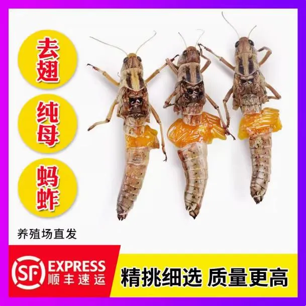 山东特产纯母蚂蚱去翅带籽新鲜蚱蜢蝗虫顺丰包邮东亚飞蝗食用昆虫