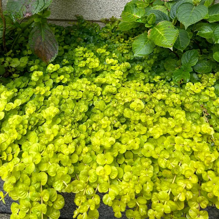 金叶过路黄多年生蔓性垂吊草本常绿观叶植物盆栽地被花镜耐寒耐旱