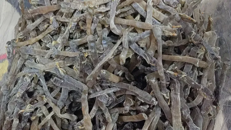 黑沙虫干原色大沙虫250g灰沙虫干500g