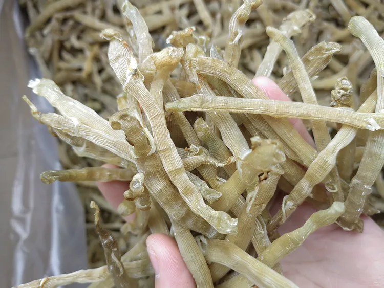 【500-600头】北海中号小沙虫干海味礼品特大金鲳鱼