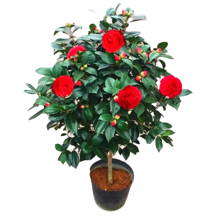 【千家园一物一拍直播间】正版茶花盆栽香妃十八学士山茶花树苗