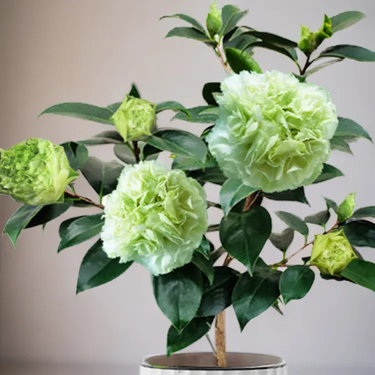 【绿可娜】绿白色山茶花绿云盆栽千家园嫁接茶花传统名贵品种花卉