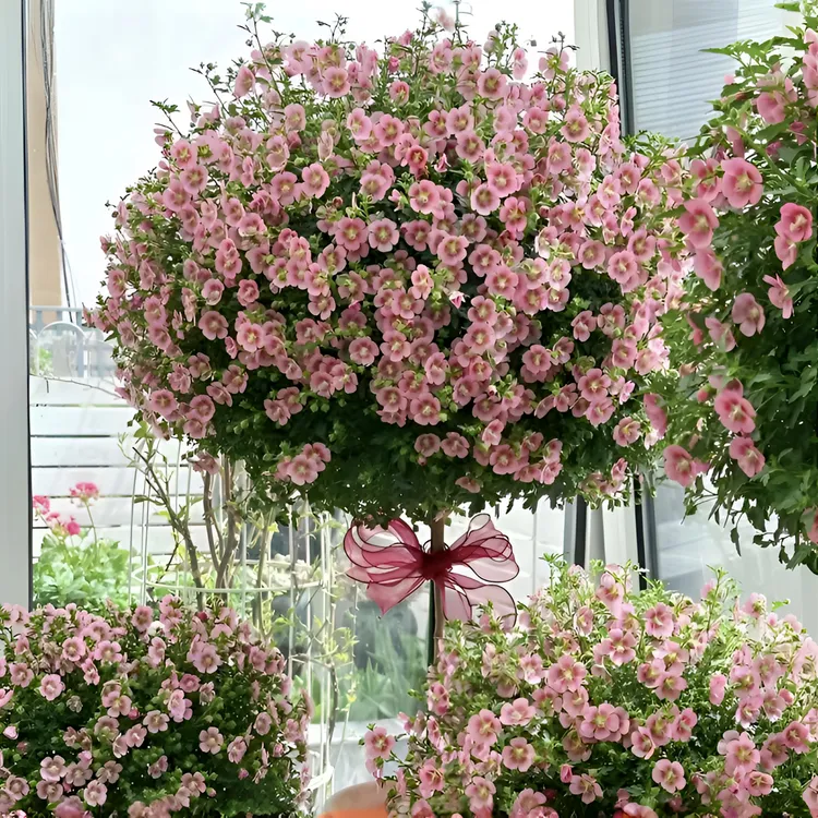 小木槿棒棒糖花微草莓粉色花丛生四季开花阳台庭院植物