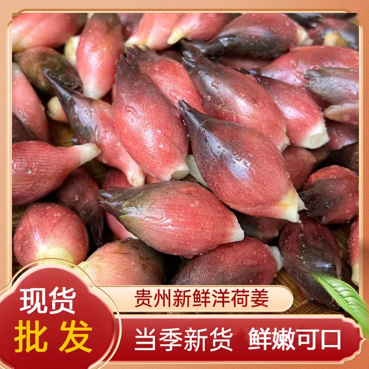 洋荷野生阳和姜5斤包邮洋河姜洋胡姜贵州农家土特产摘保鲜阳荷姜