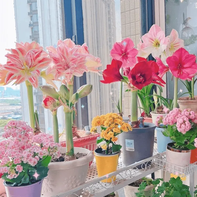 四季开花进口荷兰重瓣朱顶红种球多年生室内外阳台庭院花卉盆栽花