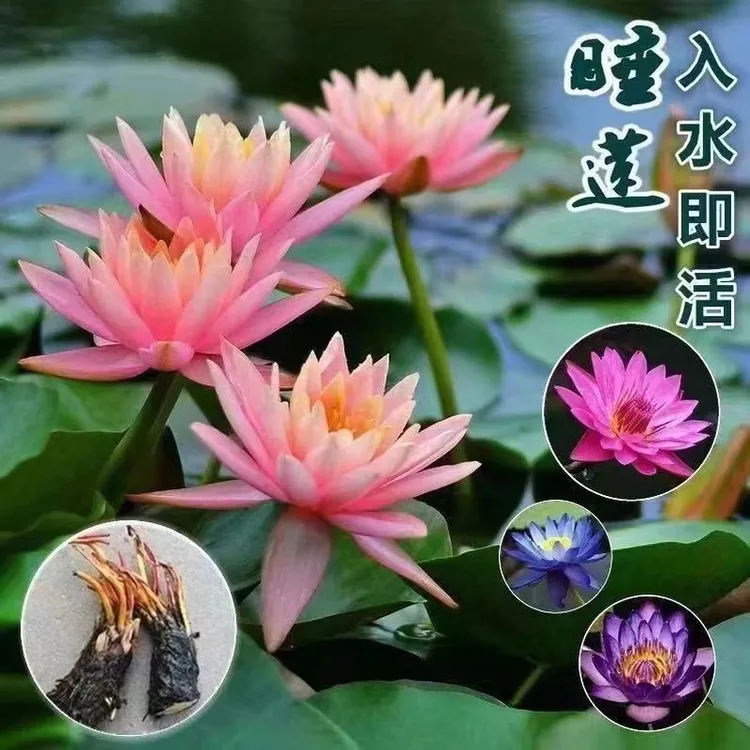 四季睡莲池塘庭院阳台水培可选睡莲花苗开花睡莲种苗荷花水养可选