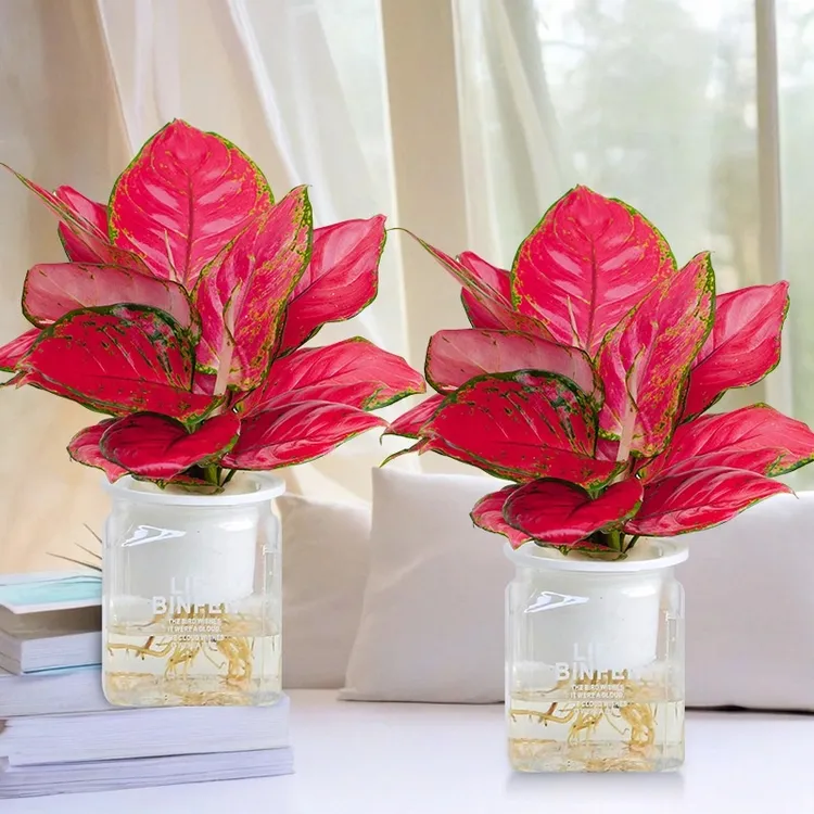 【吉利红】绿植花卉盆栽室内客厅办公好养带盆红色彩叶植物美化鲜活