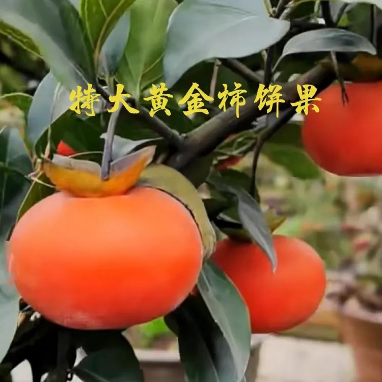 金弹子黄金饰饼果苗