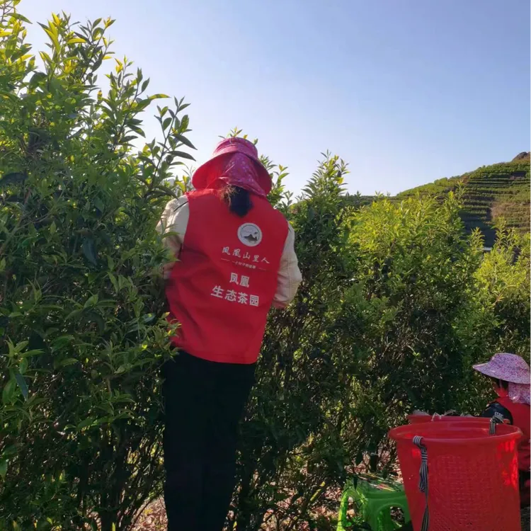凤凰山里人2025高山老丛黄枝香