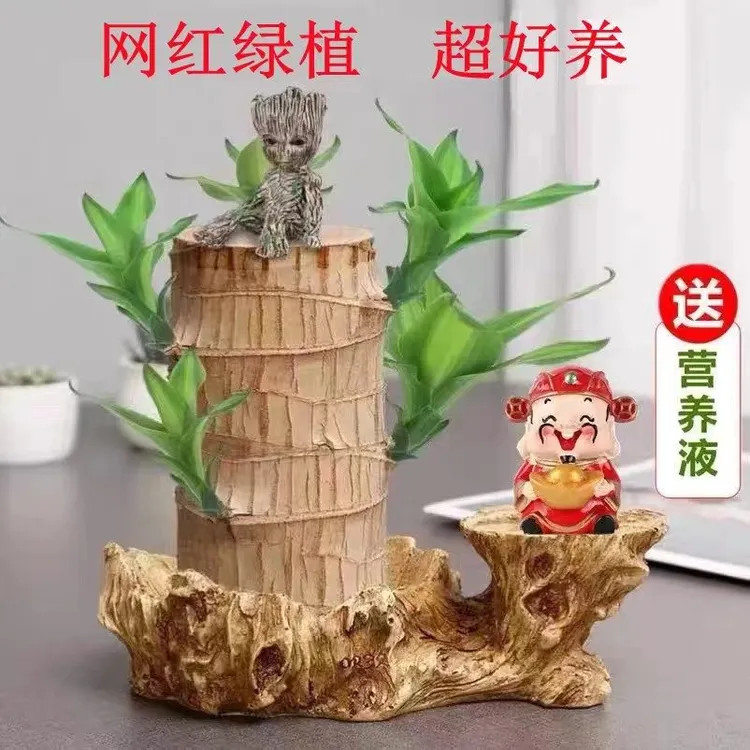 水培自然幸运木好养懒人盆栽花卉养护客厅办公室净化空气植物盆栽