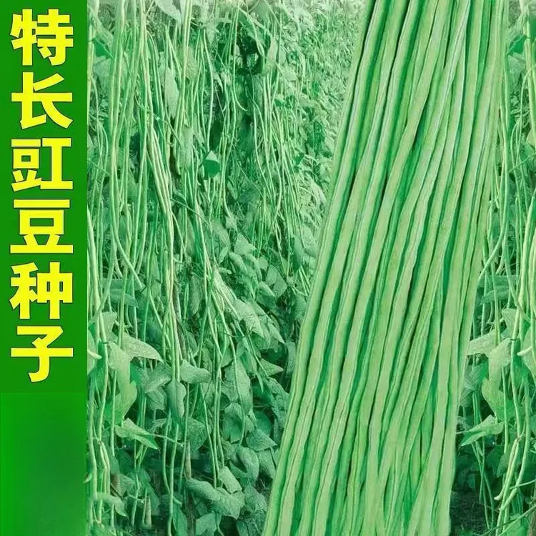 长豆角种子压趴架长豇豆角豆角籽种子蔬菜籽种子大