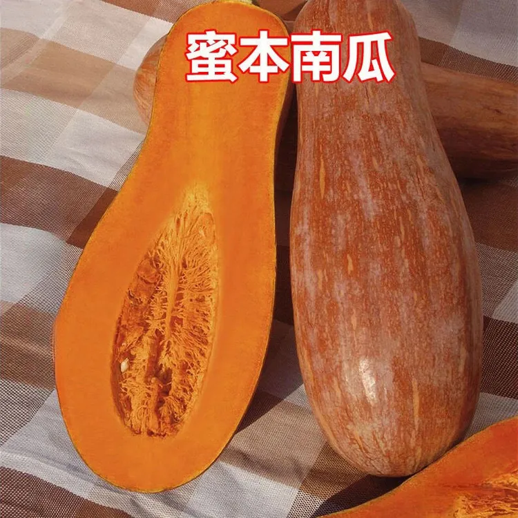 早栗蜜本南瓜种子甜粉面蜜本甜南瓜早熟耐贮运四季蔬菜种籽