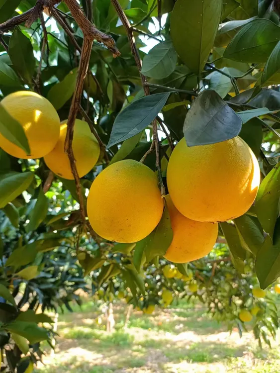 湖南高山纽荷尔脐橙(大果带箱十斤)