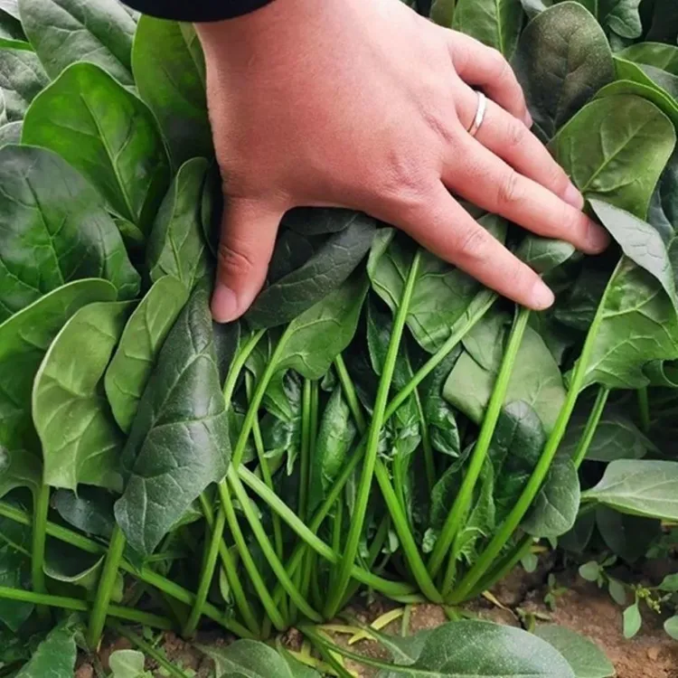 农家妈妈现摘现发3斤新鲜菠菜绿叶菜当季菜火锅食材本地菠菜红根