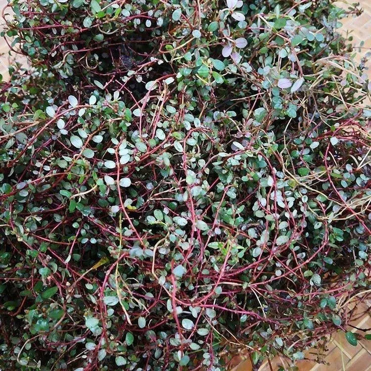 【京东快递】农家妈妈现挖现发1斤地锦草奶浆草铺地红雪见愁奶汁草