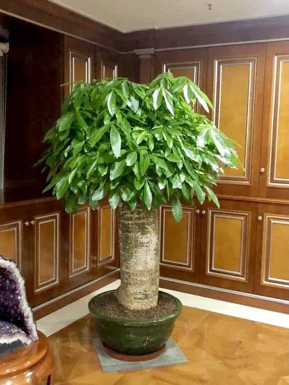 幸福树盆栽绿宝树绿植四季常青室内客厅观叶摆放好养易活桌面植物