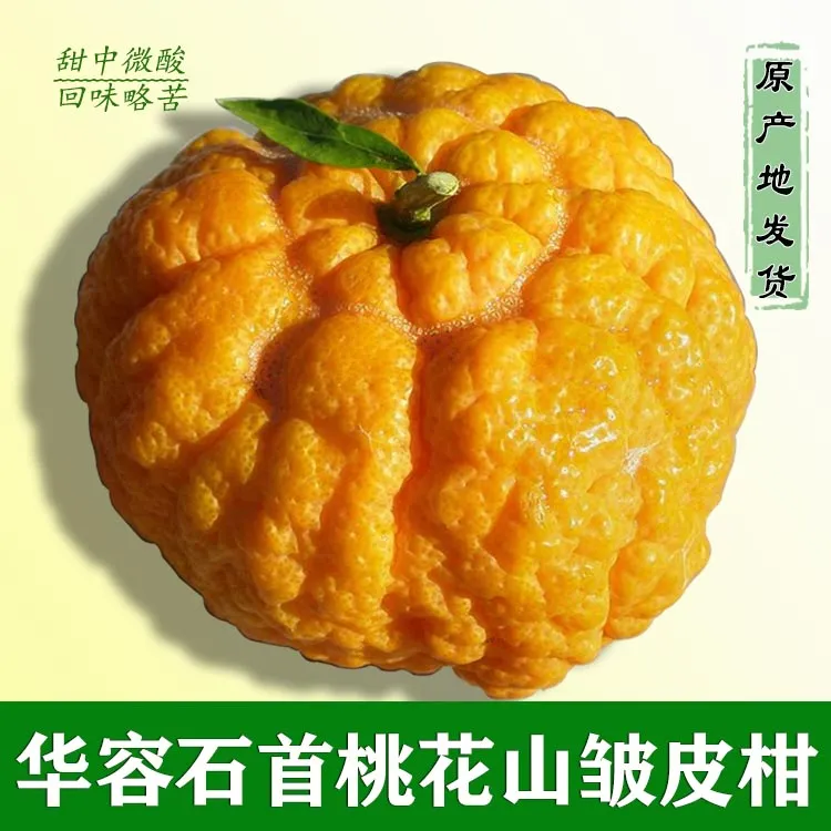 石首桃花山皱皮柑狮头柑丑柑当季新鲜孕妇水果桔子湖北特产
