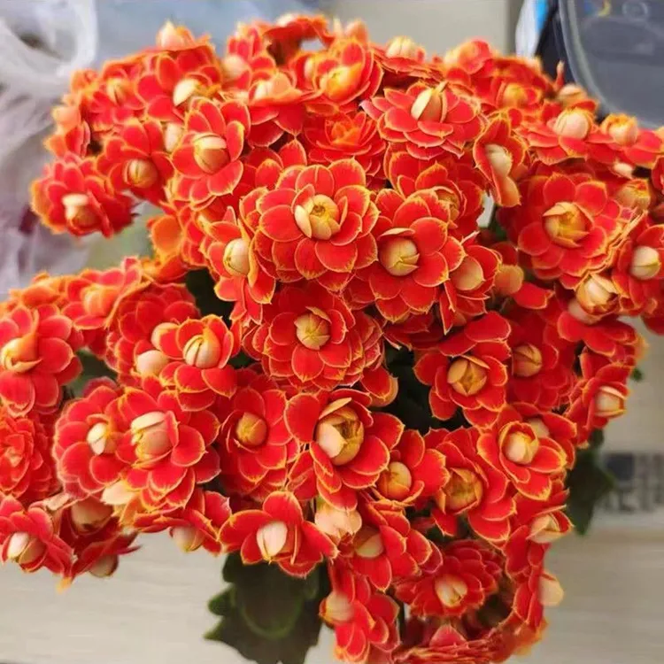 长寿花盆栽重瓣金狐狸大花带花苞花苗促销四季促销开花好养的花卉