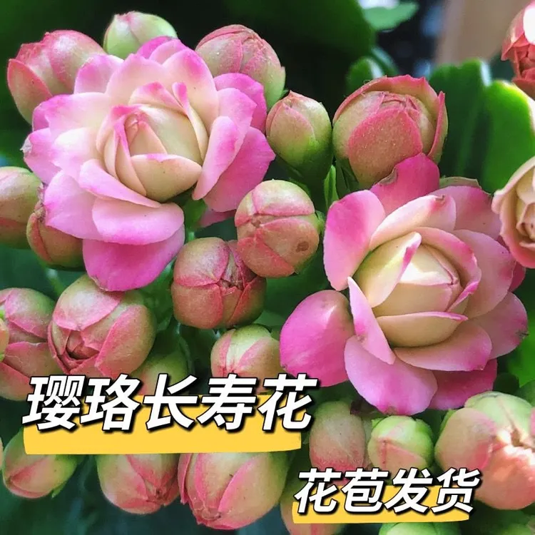 【小盆璎珞】长寿花重瓣大花金狐狸洛桑女神四季懒人好大小花卉盆栽
