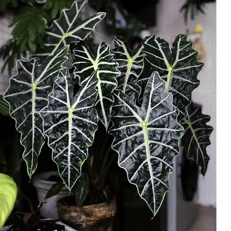 大仙女海芋 非洲面具 网红盆栽绿植办公桌