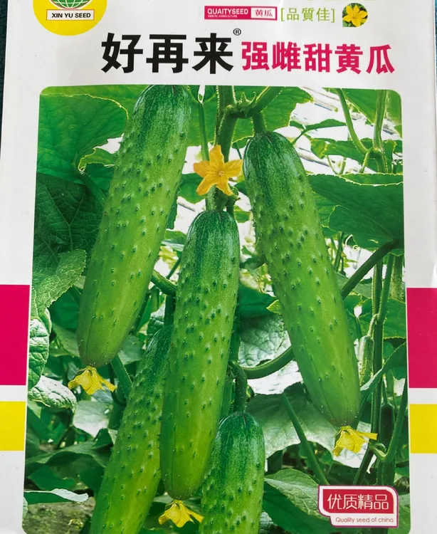 好再来强雌甜黄瓜（种籽）
